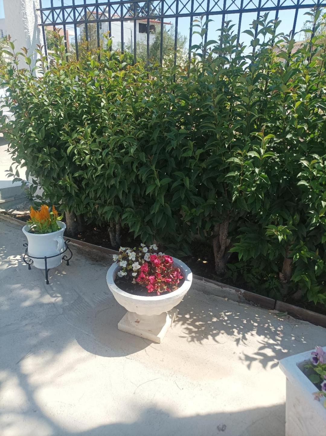Selene House Βίλα Σελήνια Εξωτερικό φωτογραφία